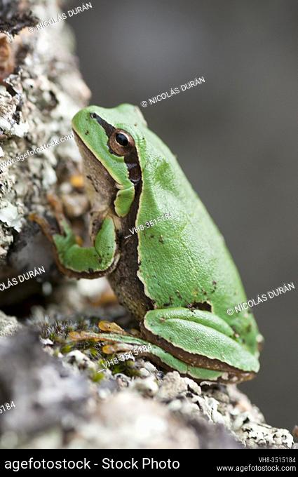 European tree frog (Hyla arborea), Extremadura, Spain