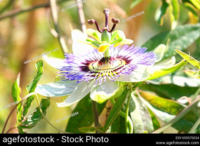 Close up photo passiflora flower