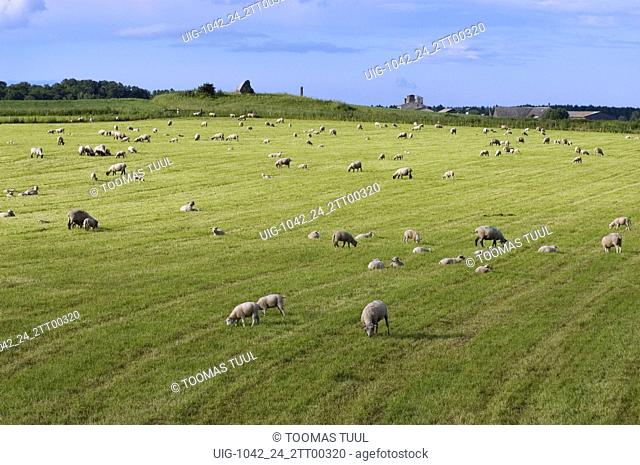 A Sheep on the Meadow, Rägavere