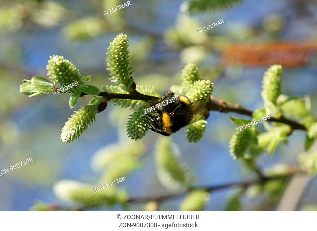 Salix aurita, Ear willow, female flowers with bumblebee