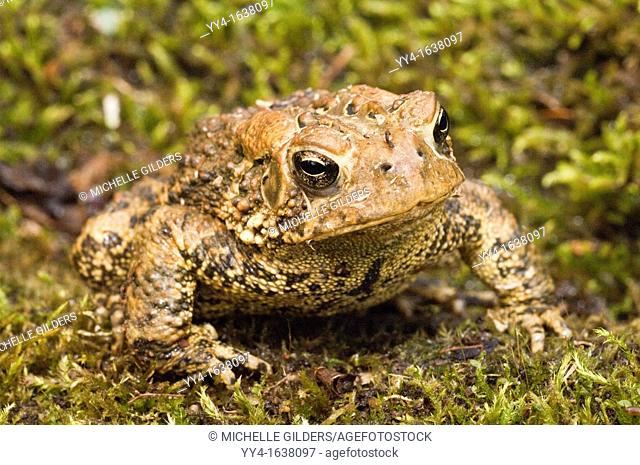 American toad, Bufo americanus, Minnesota, USA