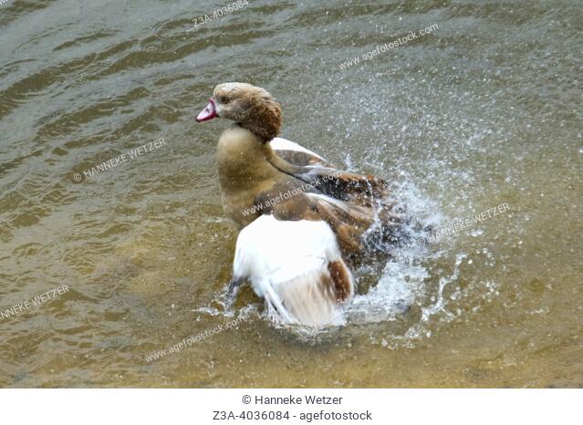 Egyptian goose (Alopochen aegyptiaca) bathing in the water