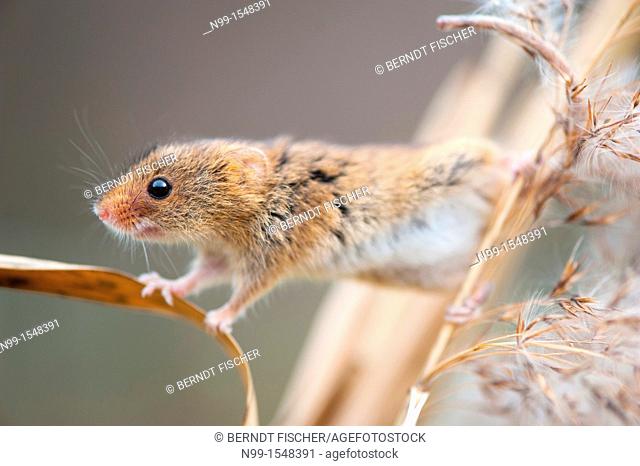 Harvest Mouse Micromys minutus, climbing in reed, Bavaria