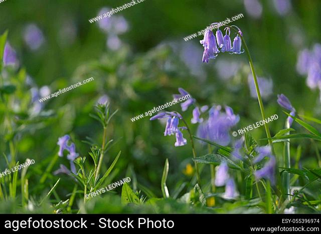 british bluebell close up with a blurred background