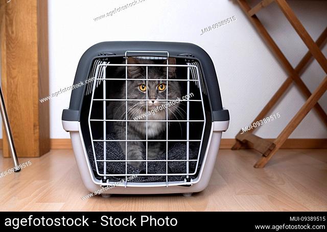 young blue tabby maine cat inside a pet carrier looking at camera curiously indoors