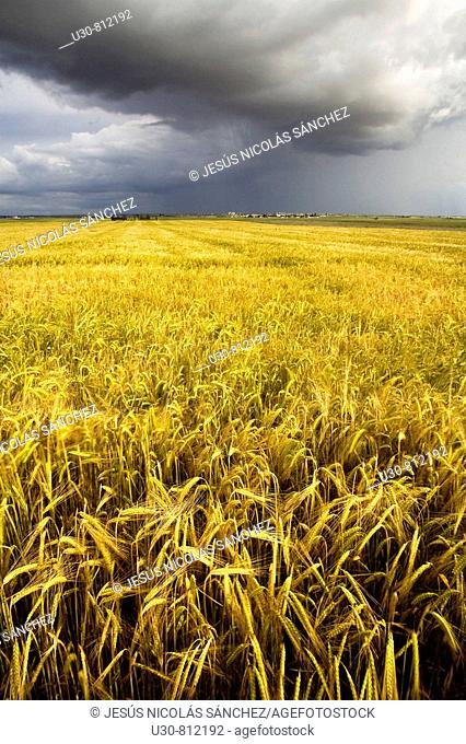 Summer storm on a landscape of cereal crops  Arcediano  Salamanca province  Castilla y Leon  Spain