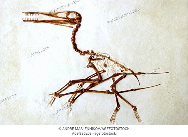 Fossil, Pterodactylus. Paleontological museum in Uppsala. Sweden