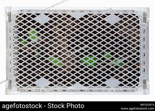 Young sprouts of cabbage are protected from a heat by a plastic trellised box. Isolated top view outdoor shot