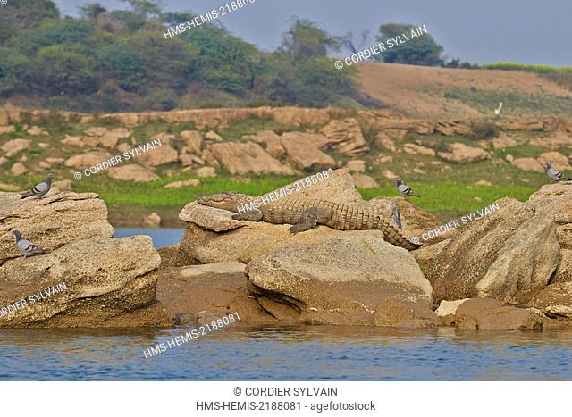 India, Uttar Pradesh state, Chambal river, Mugger Crocodile or Indian Marsh Crocodile (Crocodylus palustris) lying on the shore