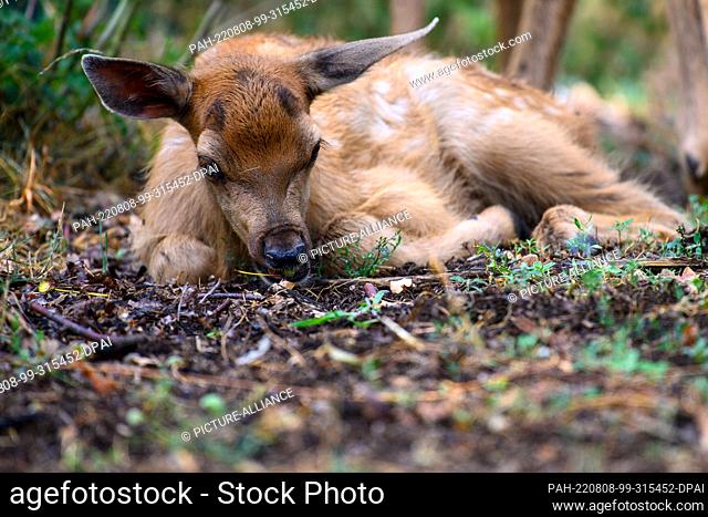 05 August 2022, Saxony-Anhalt, Weißewarte: A wapiti fawn lies in the outdoor enclosure of the Weißewarte Game Park.(to dpa-Korr ""Weißewarte Game Park on...