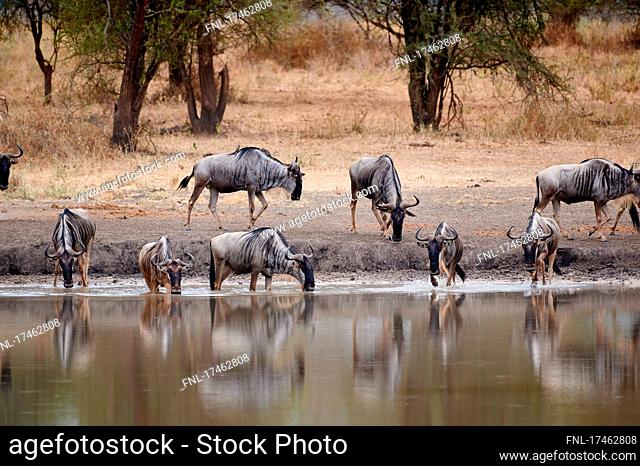 Herd of wildebeest at waterhole, Tarangire National Park, Tanzania, Africa|