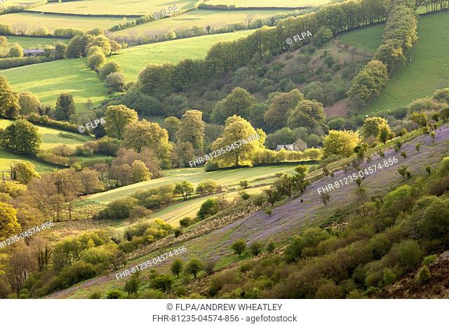 View of hillside with Bluebell (Endymion non-scriptus) flowering mass, growing on slope at dawn, looking from Room Hill, Lyncombe Hill, Exmoor N.P
