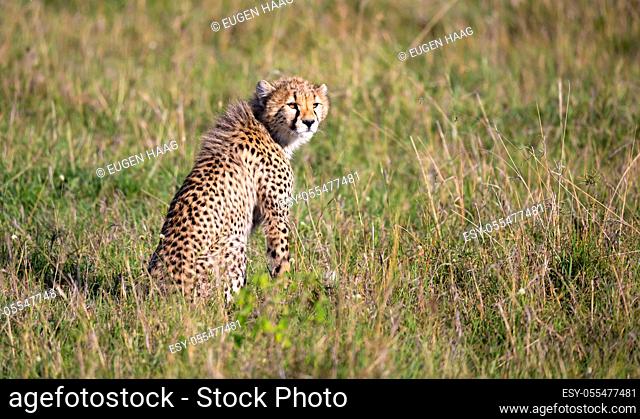 The cheetah sits in the grass landscape of the savanna of Kenya