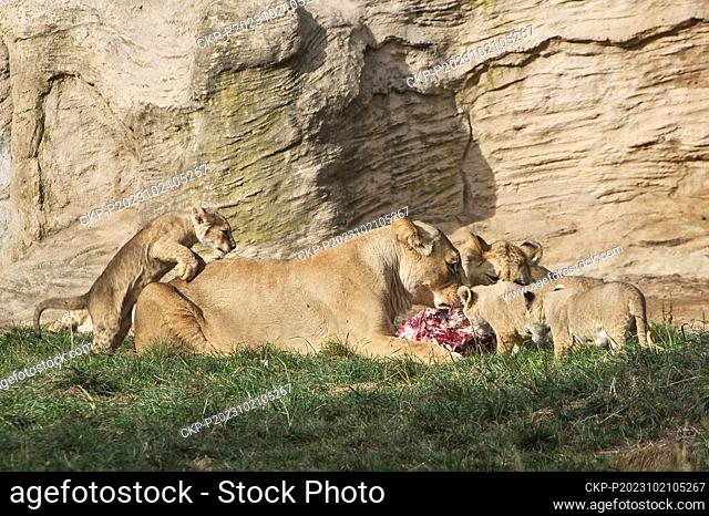 Christening of four cubs of Barbary lion (Panthera leo leo) cubs in outdoor enclosure in Pilsen zoo, Czech Republic, October 21, 2023