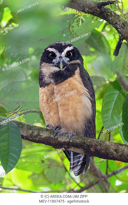 spectacled owl Pulsatrix perspicillata A large tropical owl native to the neotropics July in Costa Rica Adult spectacled owl in tree in forest
