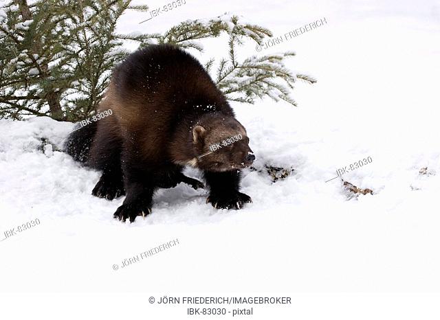 Wolverine winter paw Stock Photos and Images | agefotostock