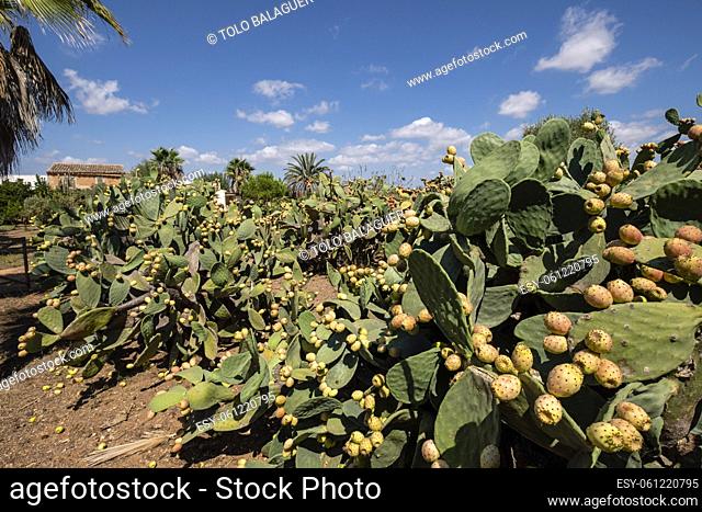 prickly pears with ripe fruits, Son Marrano, Mallorca, Balearic Islands, Spain