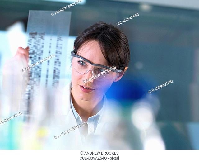 Researcher holding a DNA gel during a genetic experiment in a laboratory