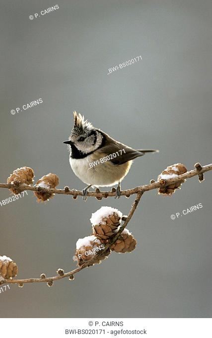 crested tit (Parus cristatus), perched on larch branch in winter, United Kingdom, Scotland, Cairngorms National Park