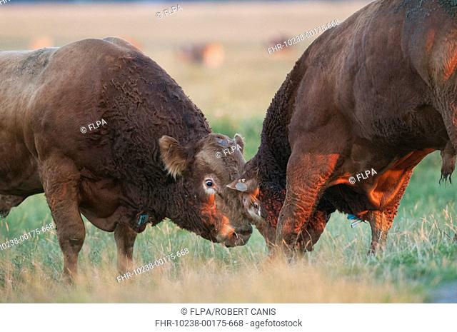 Domestic Cattle, Limousin bulls, with neck indentification tags, fighting on coastal grazing marsh, Elmley Marshes National Nature Reserve, Isle of Sheppey