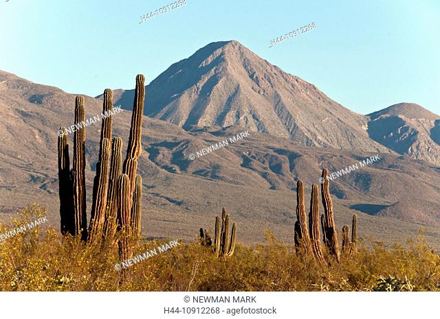 3 virgins, volcano, vizcaino biosphere reserve, baja, Mexico reserve, nature, cacti