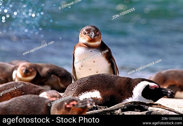 Brillenpinguin, Stony Point, Südafrika, African penguin, South Africa