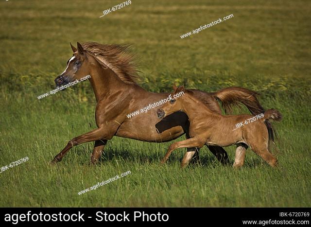 Arabian foal galloping together with the mother mare in spring on the meadow, Rhineland-Palatinate, Germany, Europe