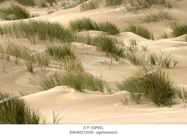 beach grass, European beachgrass, marram grass, psamma, sea sand-reed (Ammophila arenaria), in dunes, Belgium