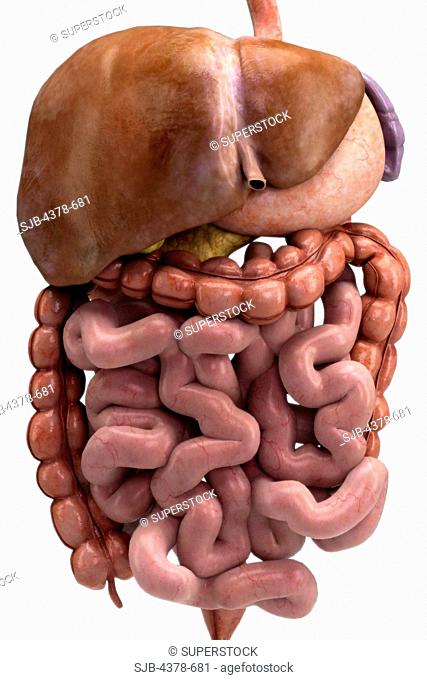 Front view of the organs of the digestive system