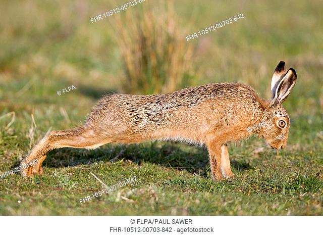 European Hare Lepus europaeus adult, stretching in grass field, Suffolk, England, april