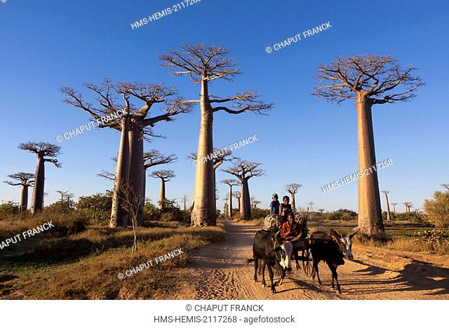 Madagascar, Menabe region, Morondava, zebu cart in the alley of the baobabs, Grandidier's Baobabs (Adansonia grandidieri)