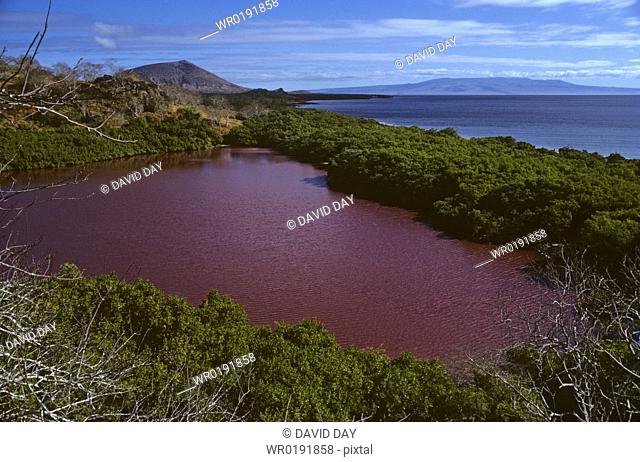 Red algal bloom in coastal lagoon Playa Espumilla, Santiago Island, Galapagos, Ecuador