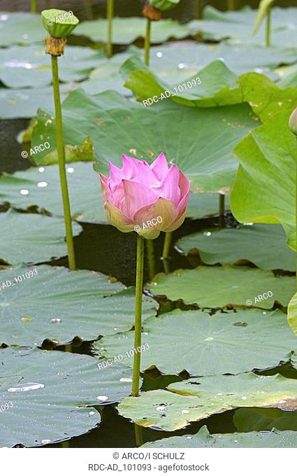 East Indian Lotus Thailand Nelumbo nucifera