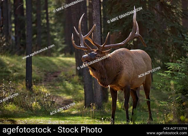 Elk or wapiti, Cervus canadensis, Jasper National Park, Alberta, Canada