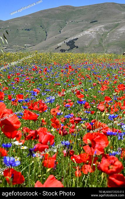 Poppies among the lentil bloom in the background the coniferous forest in the shape of Italy planted in 1961 on the occasion of the first centenary of the...