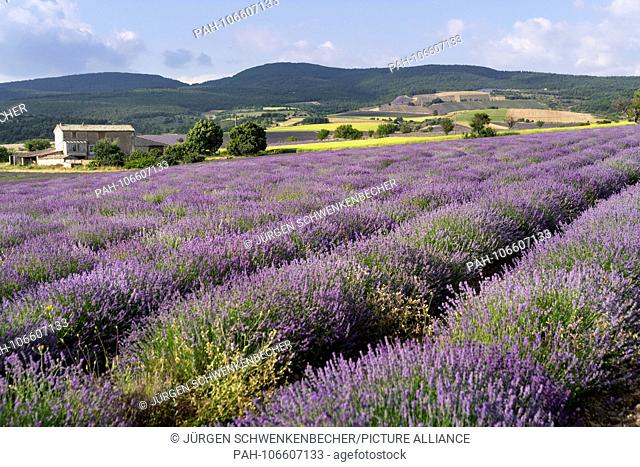 From the end of June / beginning of July, the lavender fields in Provence, southern France, begin to flower purple. The lavender flowers are harvested beginning...