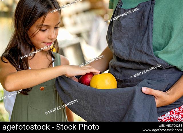 Girl putting apple in apron worn by mother