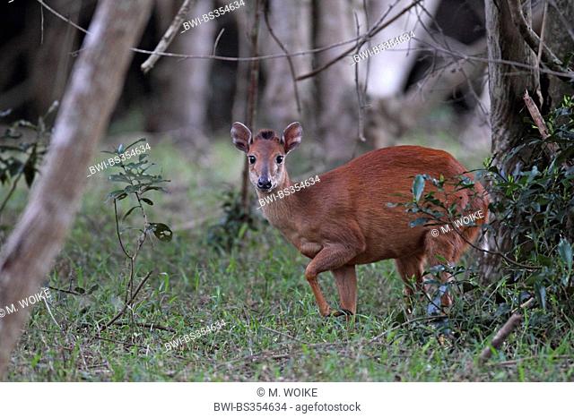 red forest duiker (Cephalophus natalensis), stands in a wood, South Africa, iSimangaliso Wetland Park