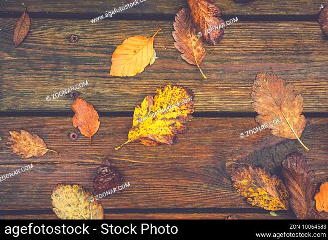 Autumn leafs on a wooden background in october with leafs in autumn colors from oak and beech trees in the fall