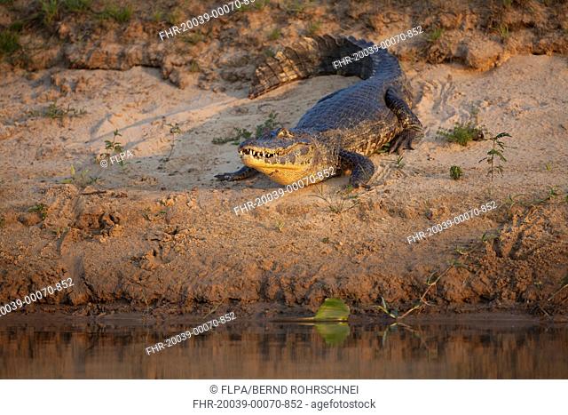 Paraguayan Caiman Caiman yacare adult, resting on riverbank in evening sunlight, Paraguay River, Pantanal, Mato Grosso, Brazil
