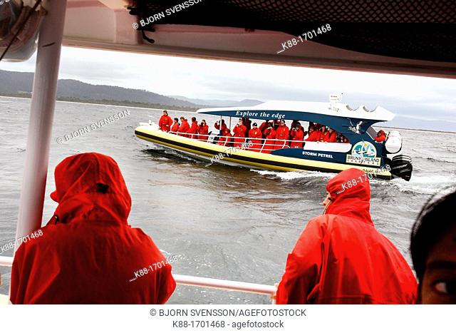 High speed boat cruise near Bruny Island with Pennicot Wilderness Journeys  Tasmania, Australia