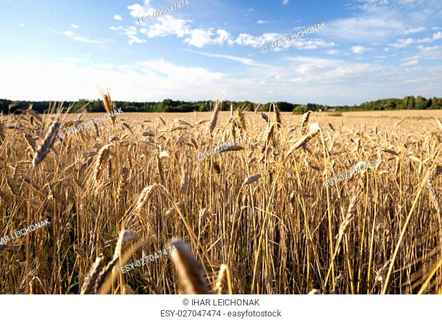 Agricultural field on which grow yellowed grass, which is almost ready for harvest, close-up. In the background a blue sky