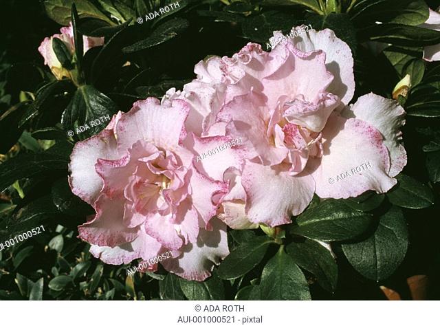 Azalea - Rhododendron - tender pink - feminine - enhanced with a purple edging