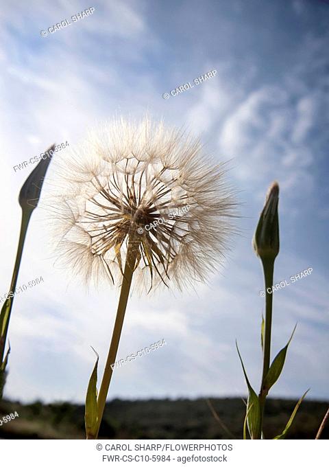 Goat's beard, Tragopogon pratensis seedhead, similar to Dandelion clock, Dramatic close view against blue sky with unopened buds either side