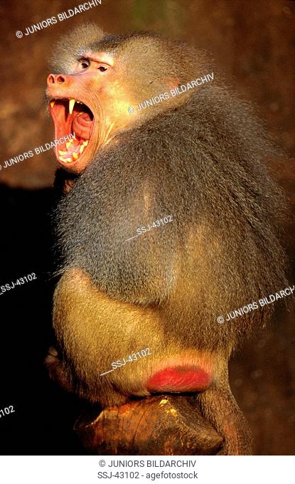sacred baboon crying / Papio hamadryas