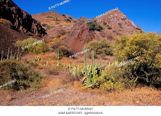 Sonoran Desert, Isla San Marcos, Gulf of CA, Mexico: Old Man Cactus, Palo Verde (Lophocereus schottii & Cercidium microphyllum)