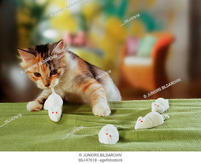 young domestic cat eating sweet mice