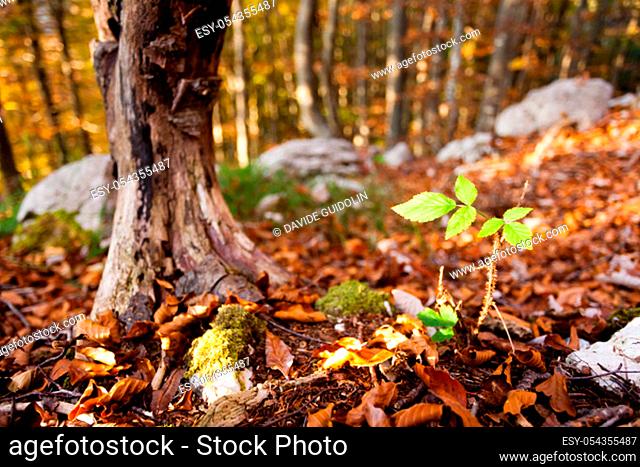Wild plant leaf close up, autumn background. Beauty in nature. Autumn lansdscape