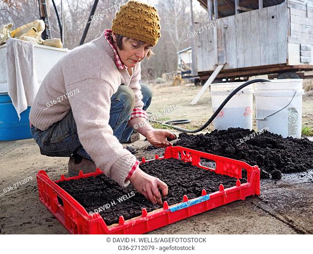 Small-scale farmer preparing seedlings on an artisanal organic farm in Johnston, Rhode Island, USA