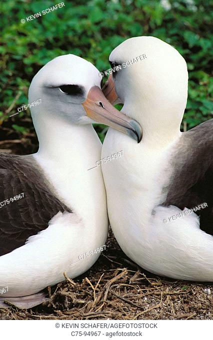 Laysan Albatross (Diomedea immutabilis), nesting pair. Midway Atoll, Hawaii, USA